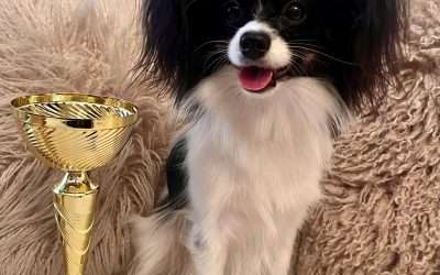 Rozi Hungária Junior Champion lett